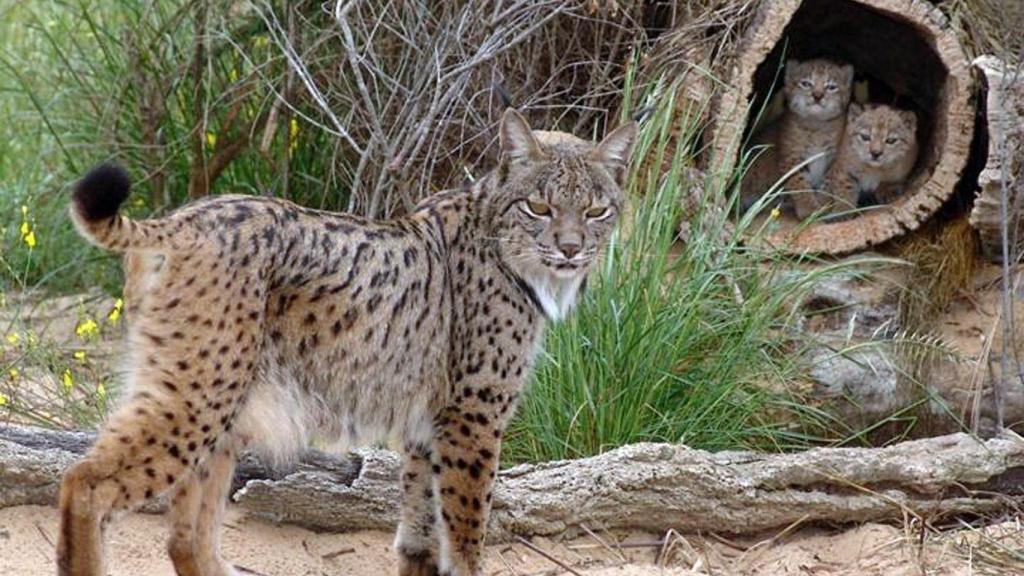 Una hembra de lince ibérico junto a sus crías en el centro de El Acebuche, en Doñana.