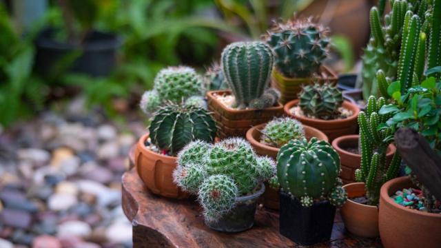 Unos cactus variados en un jardín al aire libre.