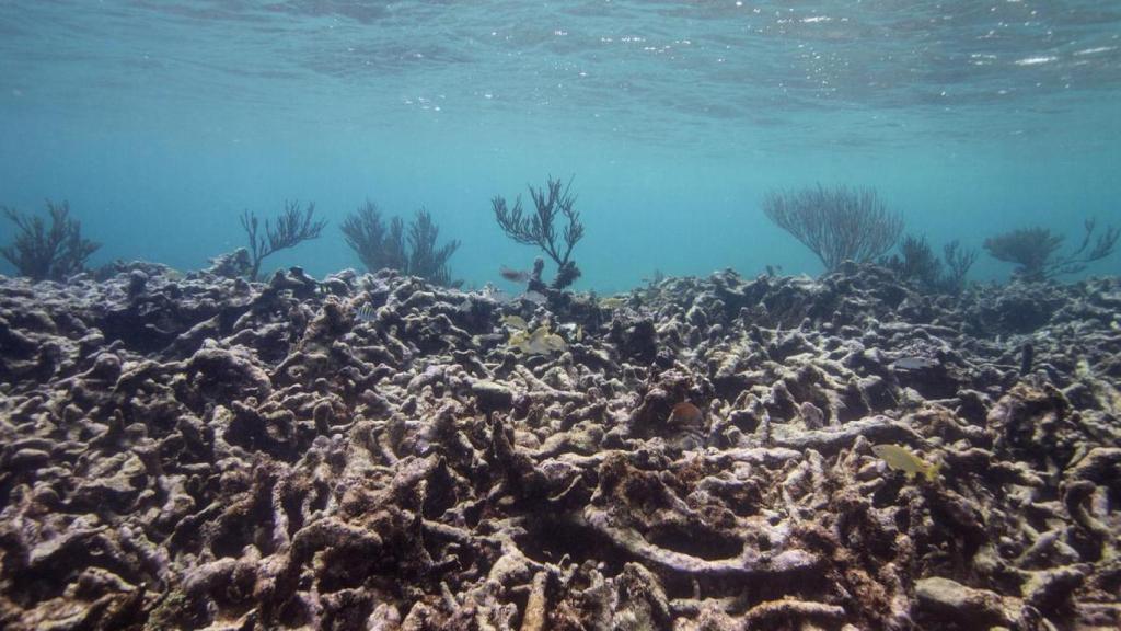 Los episodios de blanqueamiento de arrecifes están provocados por el calentamiento del mar.