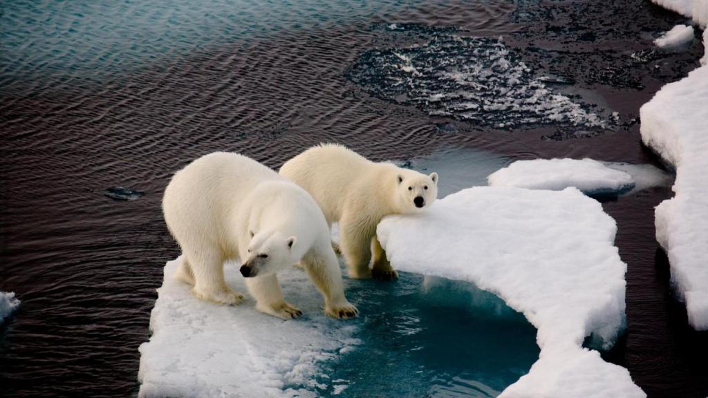 El oso polar se hizo una imagen del deshielo y el cambio climático.