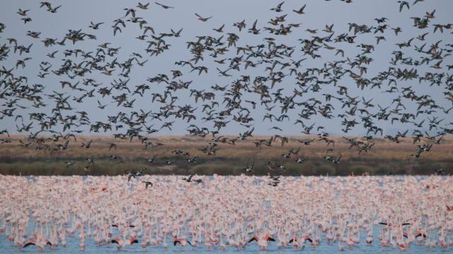 Invernada de aves acuáticas en Doñana.