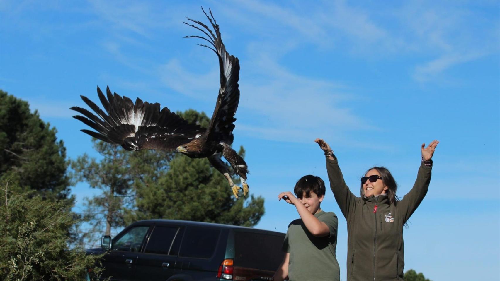 Momento de la liberación de una de las dos águilas reales en un paraje de la localidad toledana de Navahermosa.