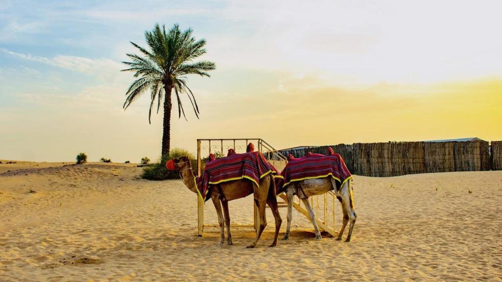 Camellos en el desierto omaní.