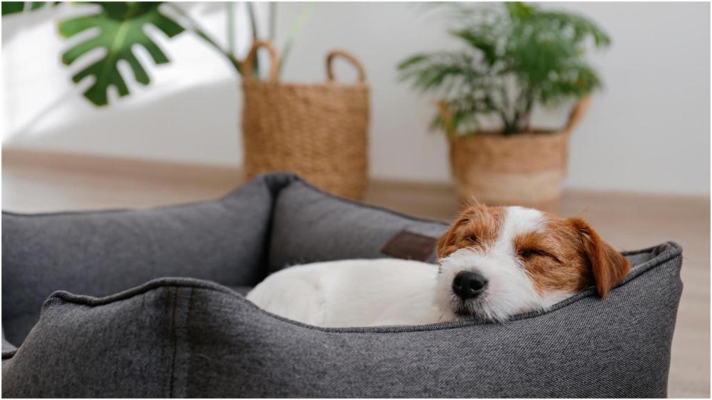 La ley reconoce a los animales como seres vivos dotados de sensibilidad.