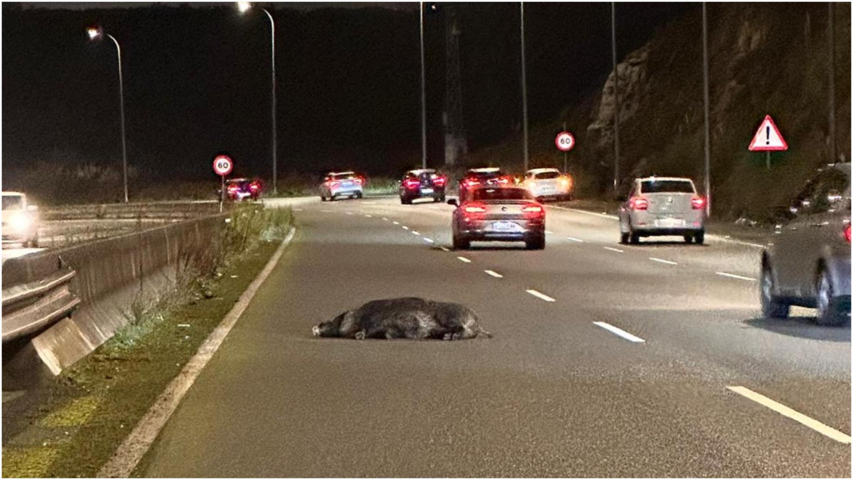 Imagen del jabalí en la Tercera Ronda de A Coruña