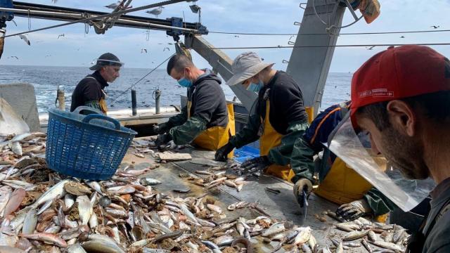 La medida podría limitar al 80 % la pesca de arrastre, lo que supondría un golpe mortal para cofradías, lonjas, pescaderías locales y sectores asociados en el Mediterráneo.