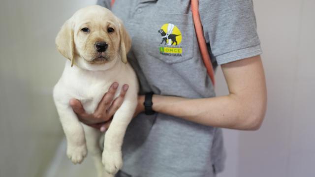 Imagen de archivo de un cachorro de futuro perro guía