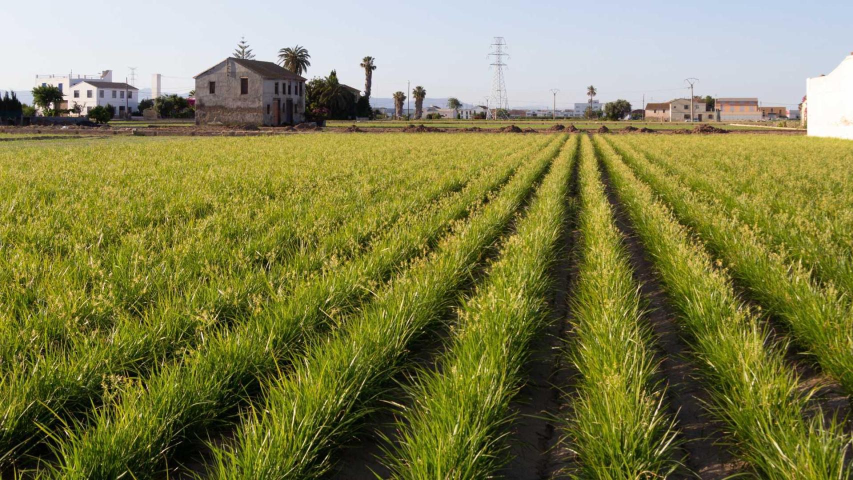 Imagen de la huerta de Alboraya (Valencia). Turisme GVA