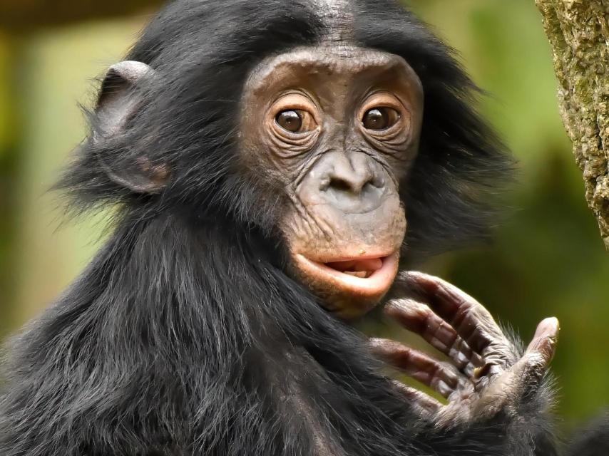 Joven bonobo en un zoológico de Estados Unidos.