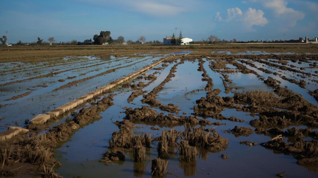 Arrozales tras el paso de la DANA por Valencia. Europa Press / Jorge Gil