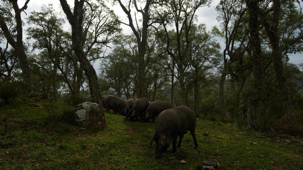 Las tierras de Dehesa Monteros en la Serranía de Ronda.