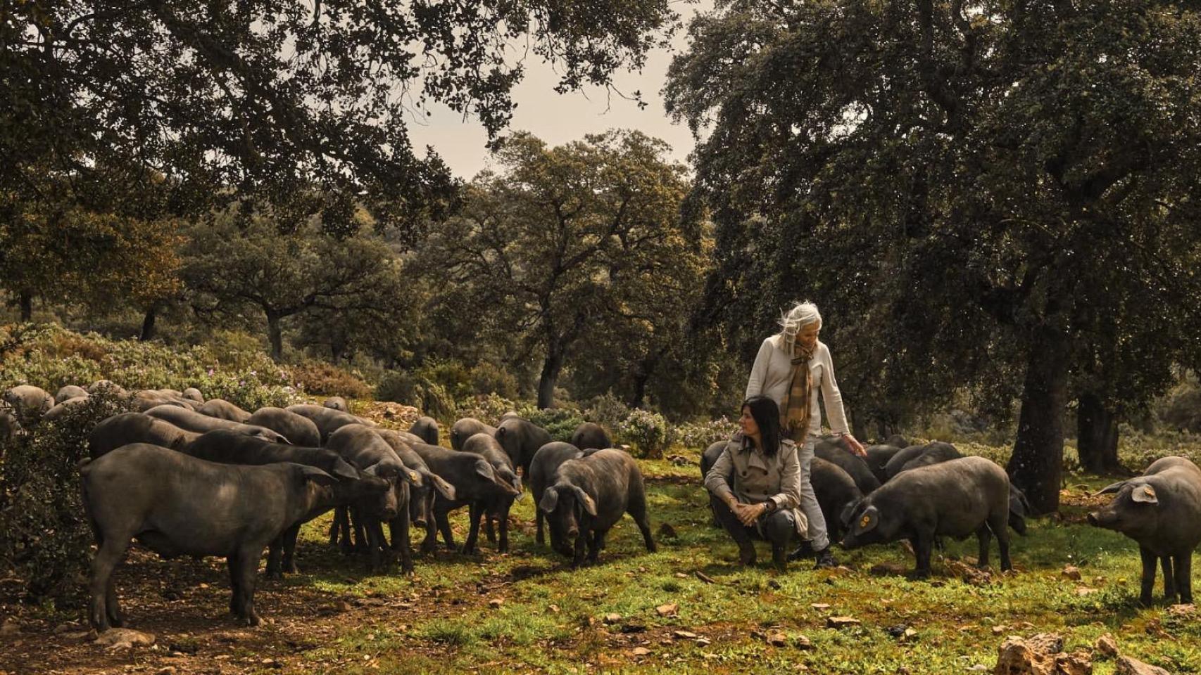 Chelo Gámez y su hija, con sus cerdos ibéricos de Dehesa Monteros.