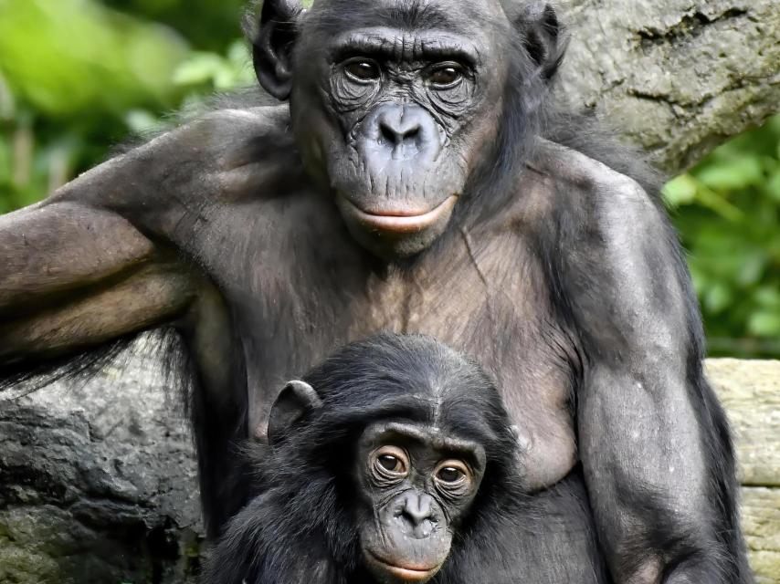 Madre de bonobo con su cría en un zoológico de los Estados Unidos.