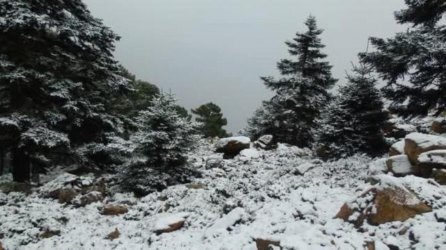 Imágenes de la nevada caída en Los Reales, en Sierra Bermeja