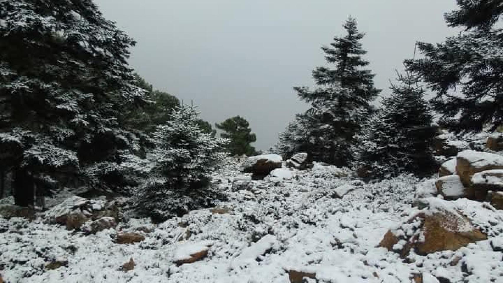 Fotografías de la nevada caída en Los Reales, en Sierra Bermeja.