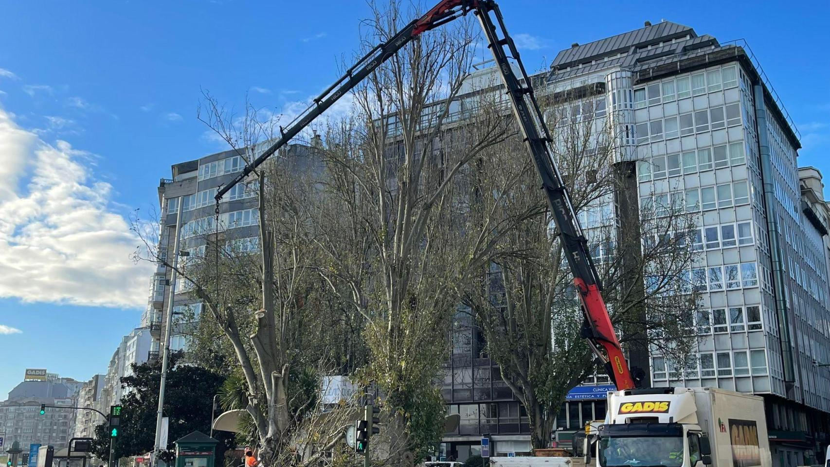 Retiran y sustituyen un árbol en la plaza de Ourense de A Coruña ante el riesgo de caída