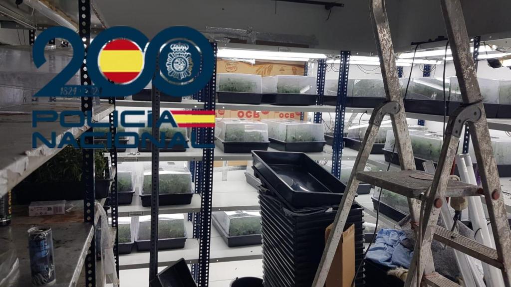 Intervienen en Sevilla cuatro plantaciones con hasta 300 kilos de marihuana