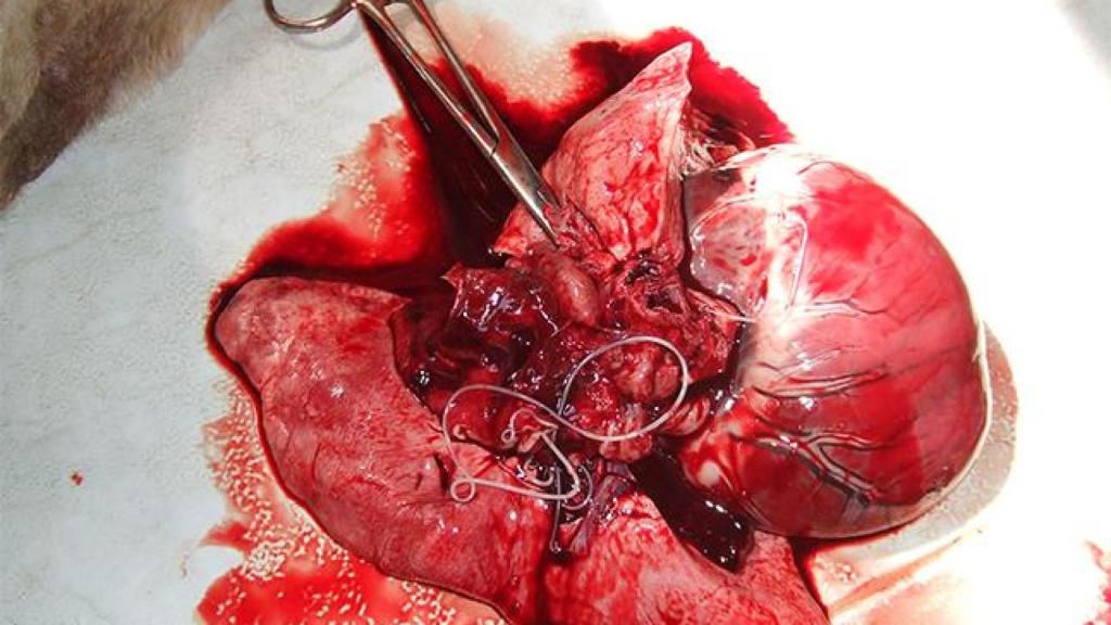 Corazón de un perro con vermes adultos de Dirofilaria immitis saliendo de la arteria pulmonar