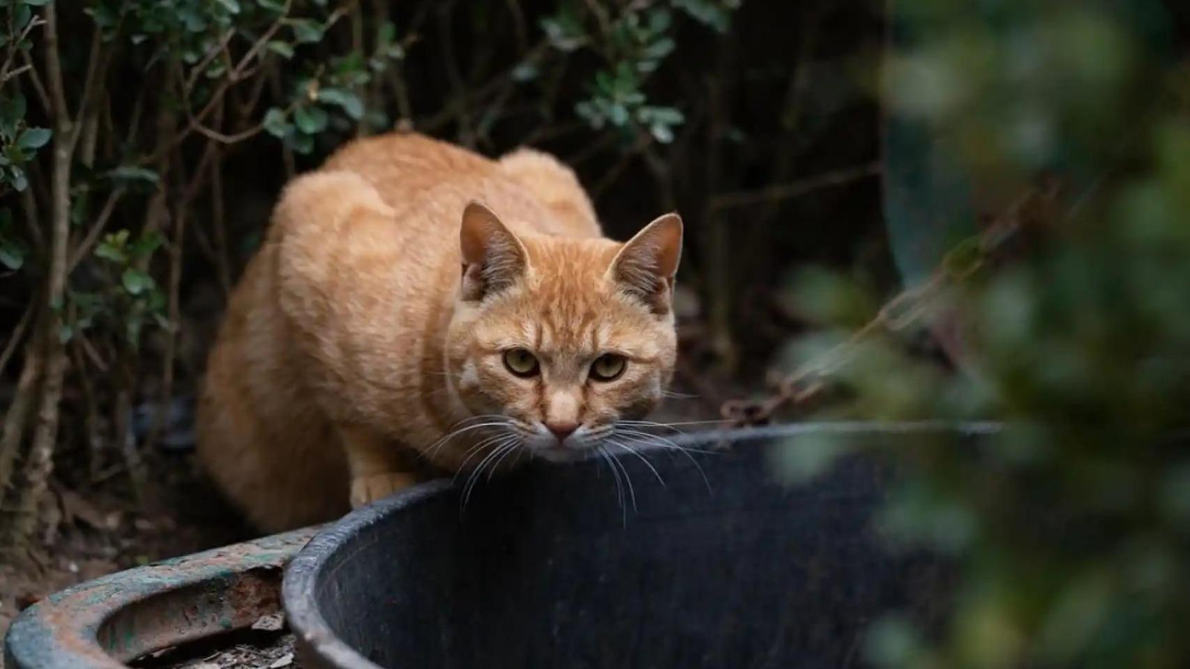 Se sabe que los gatos son susceptibles de infección por gripe aviar desde hace tiempo.