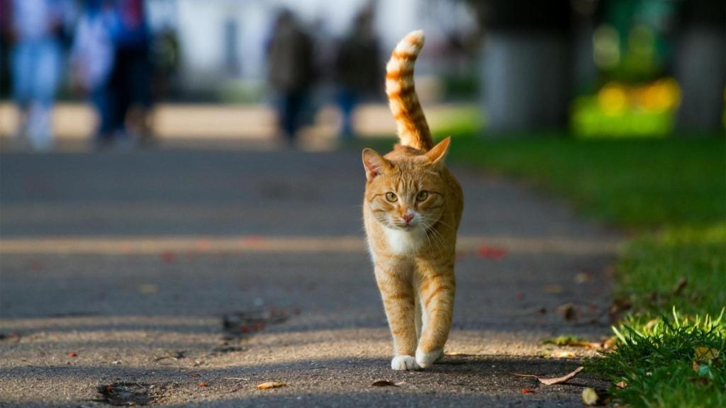 Un gato naranja por la calle.