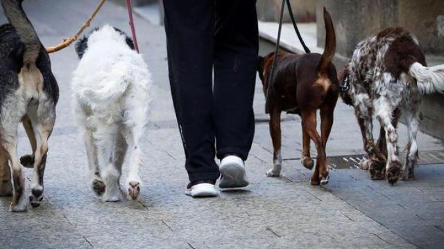 Los detectives de incógnito que 'cazan' cacas de perro en Colmenar Viejo: En un día ya ha habido una multa