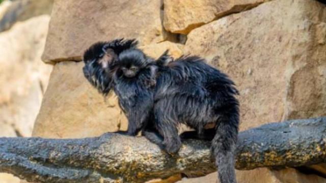 La cría de tití de Goeldi que ha nacido en Bioparc Fuengirola.