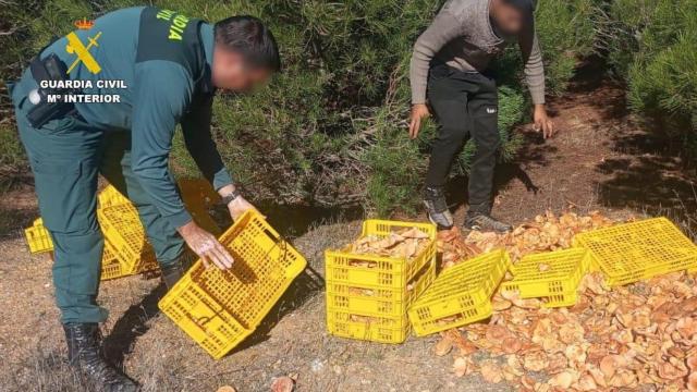 Setas ilegales incautadas por la Guardia Civil de Zamora