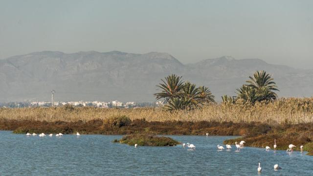 PN_Santa_Pola_birding