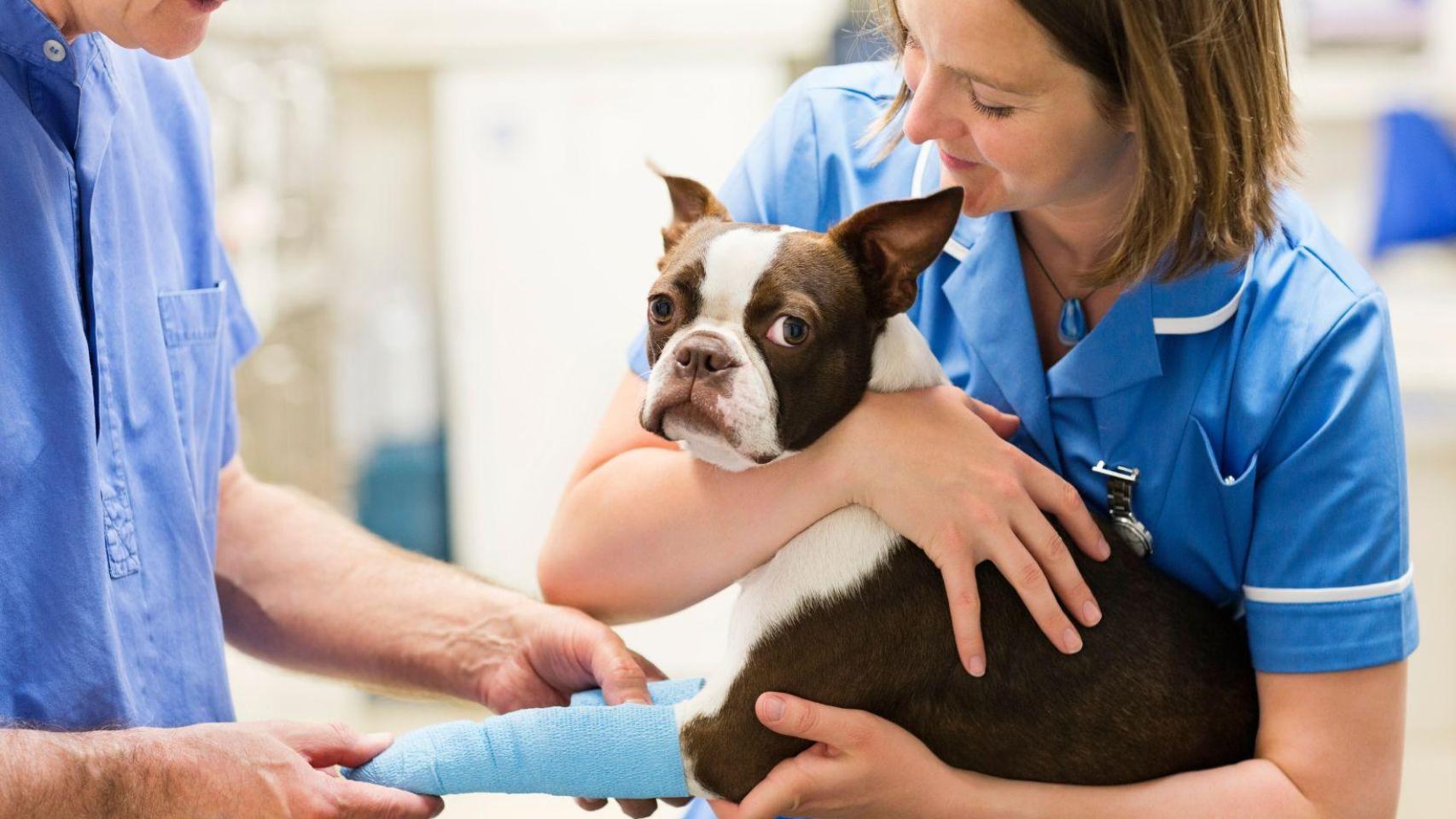 Veterinarios con un paciente.