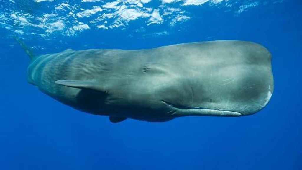 Las ballenas cachalotes se caracterizan por una inmensa cabeza que ocupa un tercio del cuerpo