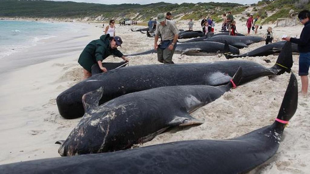 Las ballenas varadas que se encontraron en Australia.