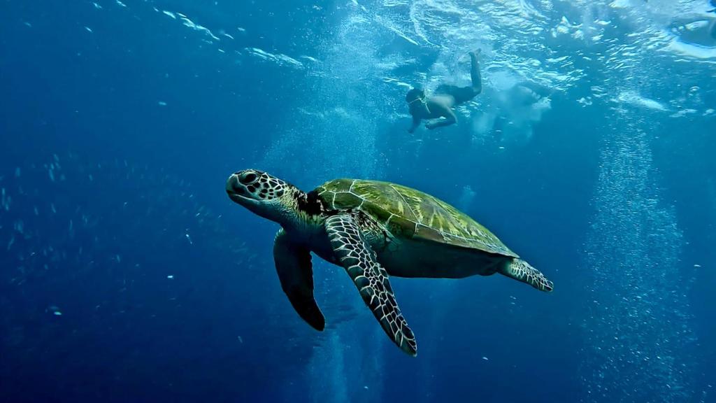 Snorkel en Moalboal. Sergi Pau