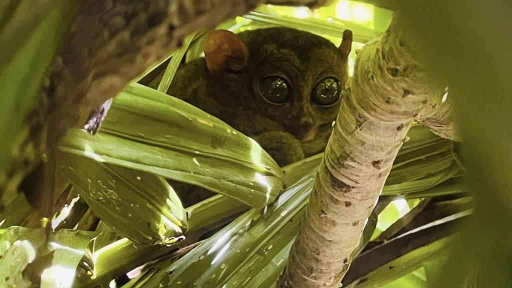 Philippine Tarsier Sanctuary en Corella, Bohol. Sergi Pau