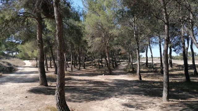 Los Pinares de Venecia en Zaragoza.