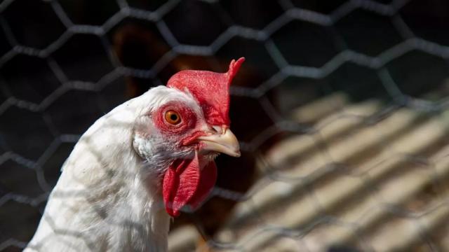 Imagen de archivo de una gallina dentro de una casa en Madrid.