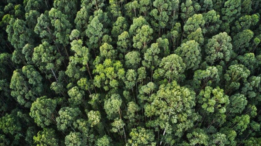 Los bosques gestionados son sumideros de carbono.