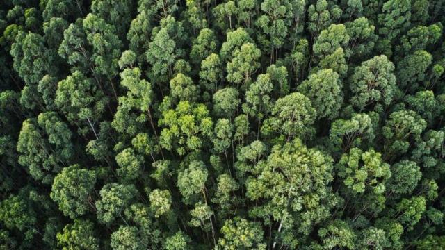 Los bosques gestionados son sumideros de carbono.