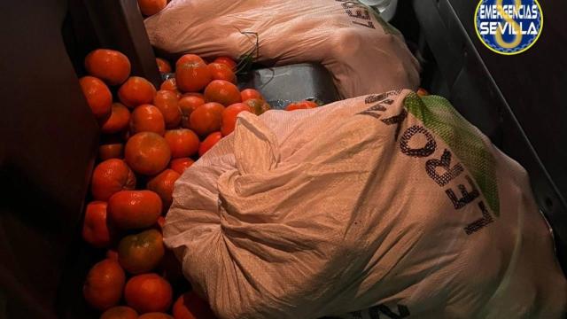 Uno de los sacos intervenidos con 380 kilos de mandarinas