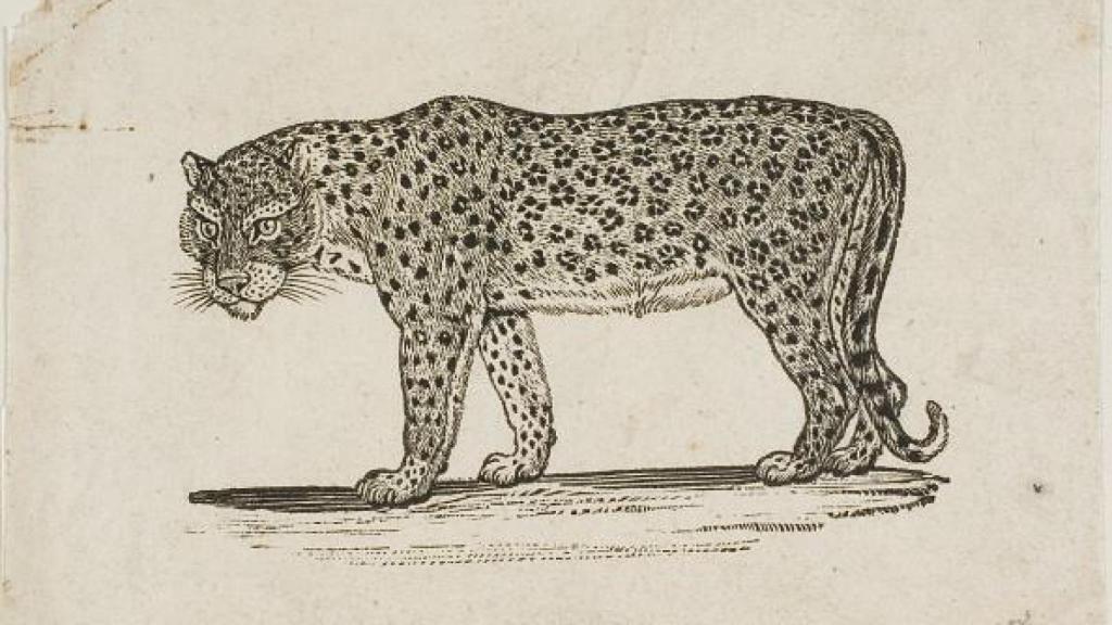 Obra 'Leopard' de Thomas Bewick (1790)