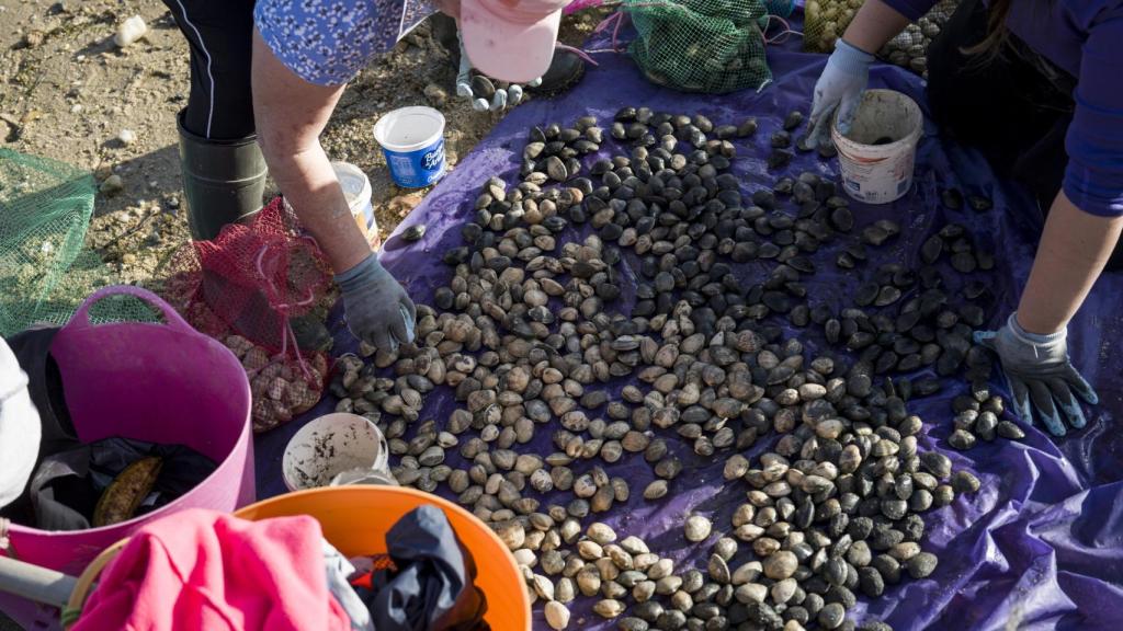 El marisqueo a pie en Galicia ha sido un oficio tradicionalmente de mujeres.