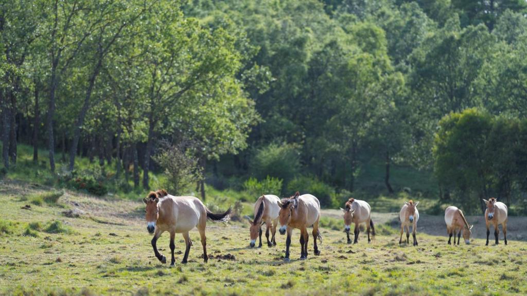 Manada de caballos semisalvajes del movimiento proyecto Rewildin Spain.