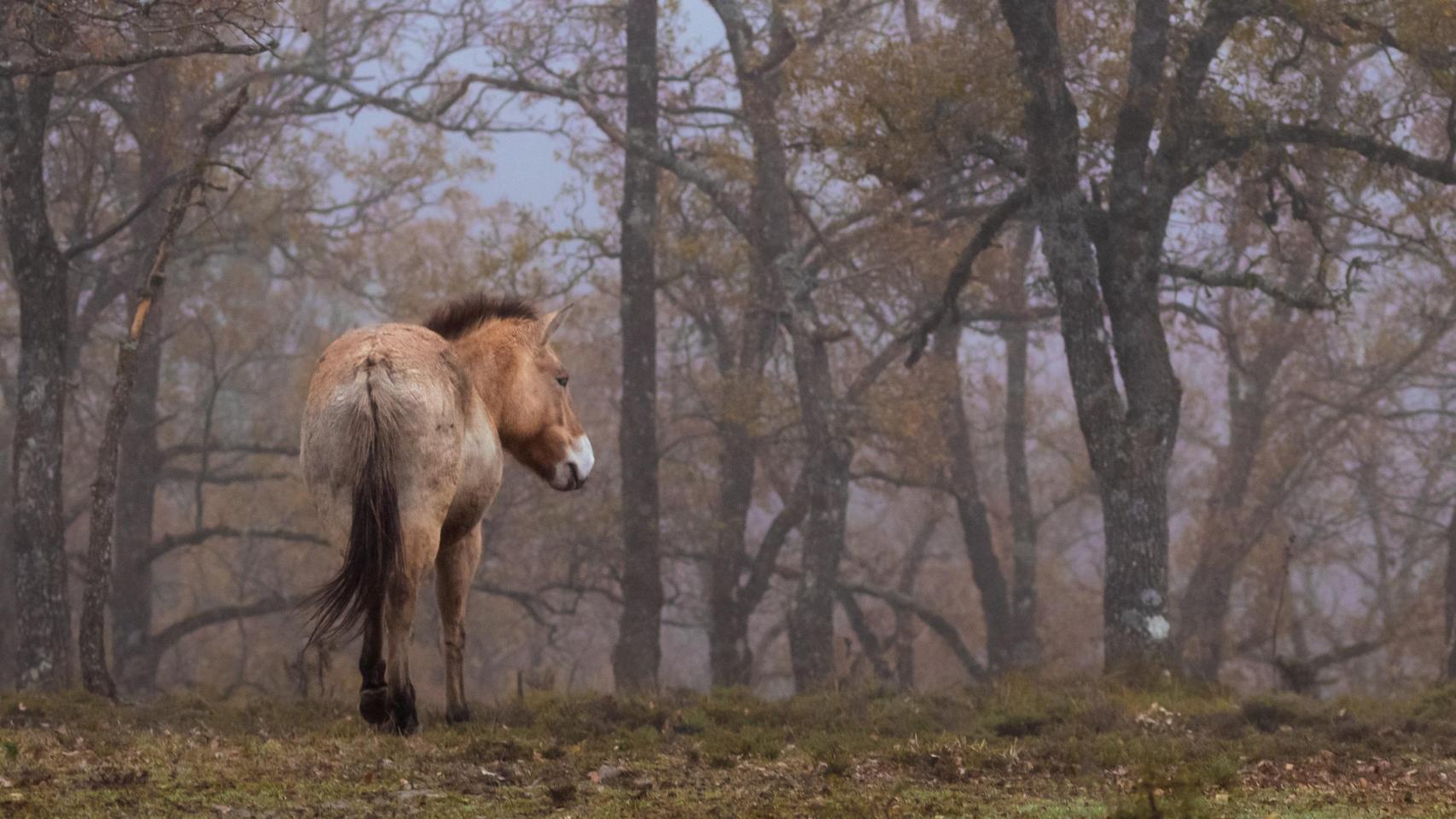 Caballos semisalvajes en el Alto Tajo.