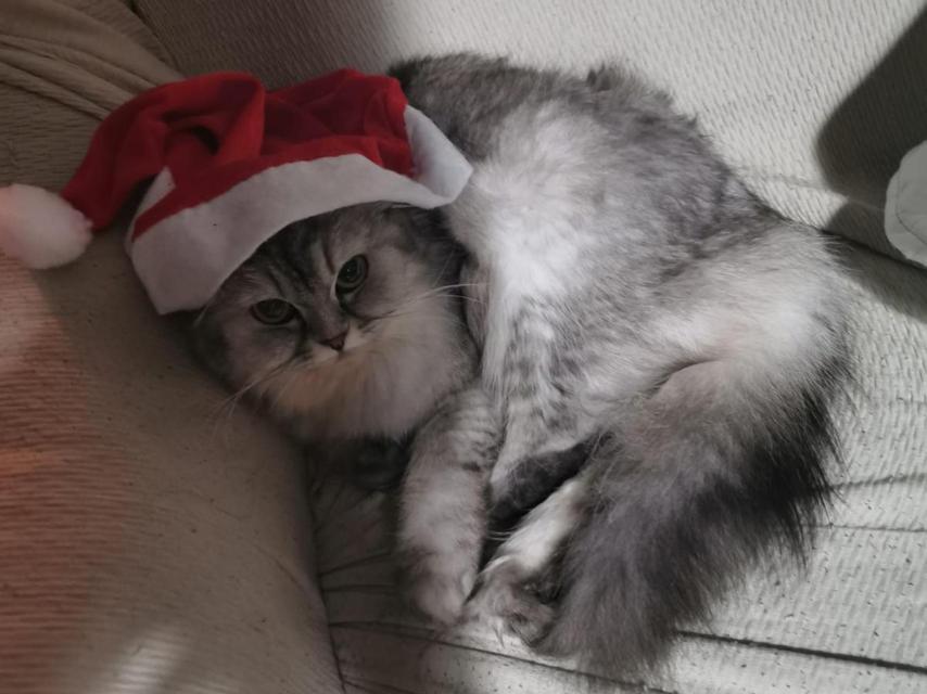 Gato con gorro de Papá Noel