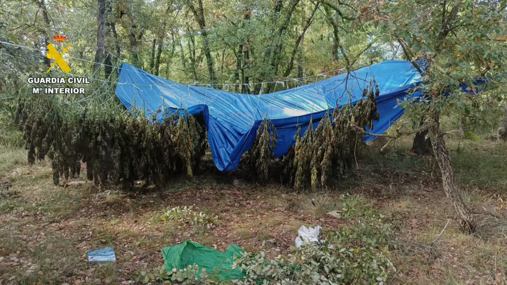 Seis plantaciones de marihuana desarticuladas en Huesca