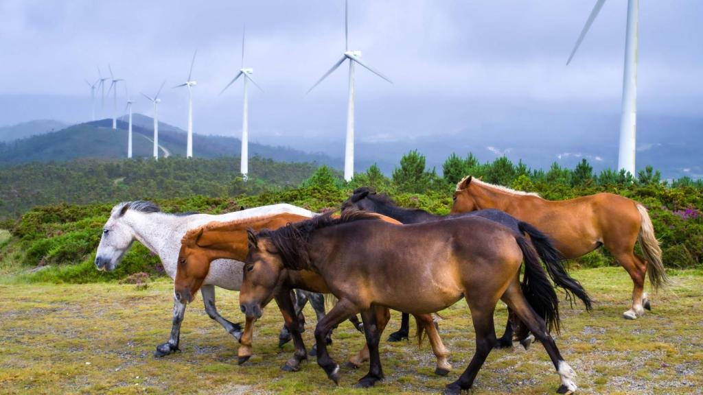 Parque eólico de Naturgy en Galicia.