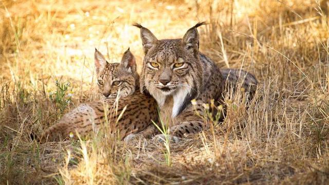 Imagen de archivo de dos linces ibéricos.