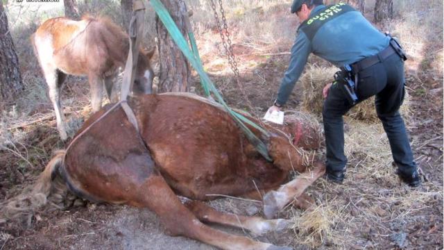 Imagen de la yegua muerta