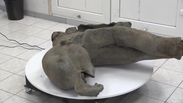 Investigadores en Siberia están realizando pruebas en un mamut joven cuyos restos, sorprendentemente bien conservados.