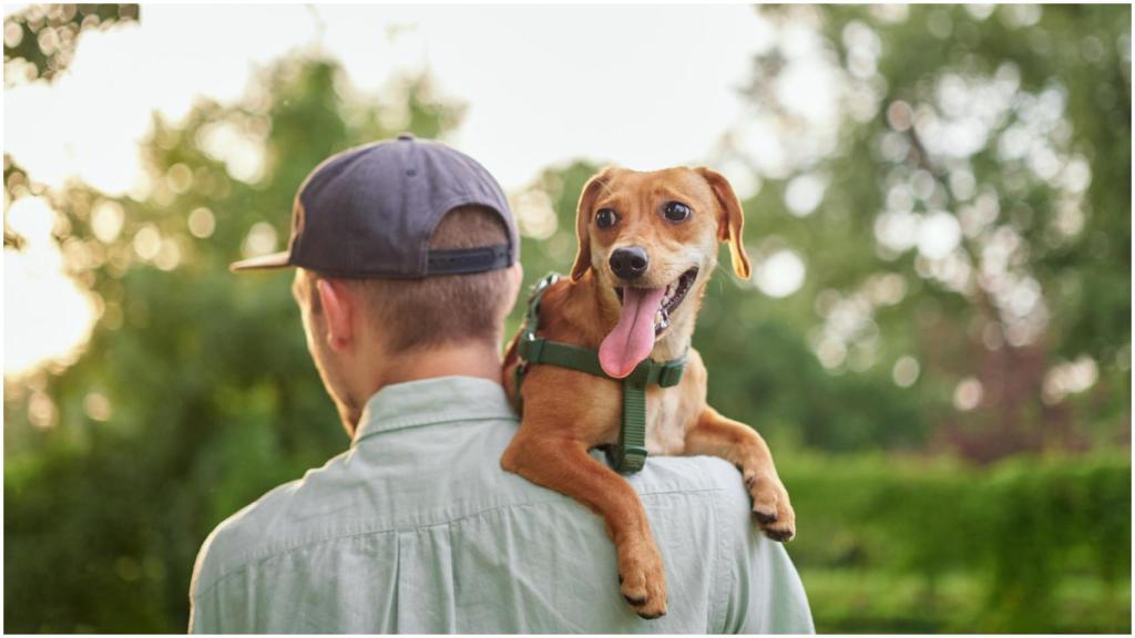 Asegurar el bienestar del animal suele ser la mayor preocupación de las protectoras.