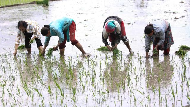 Arroceras en Nepal.